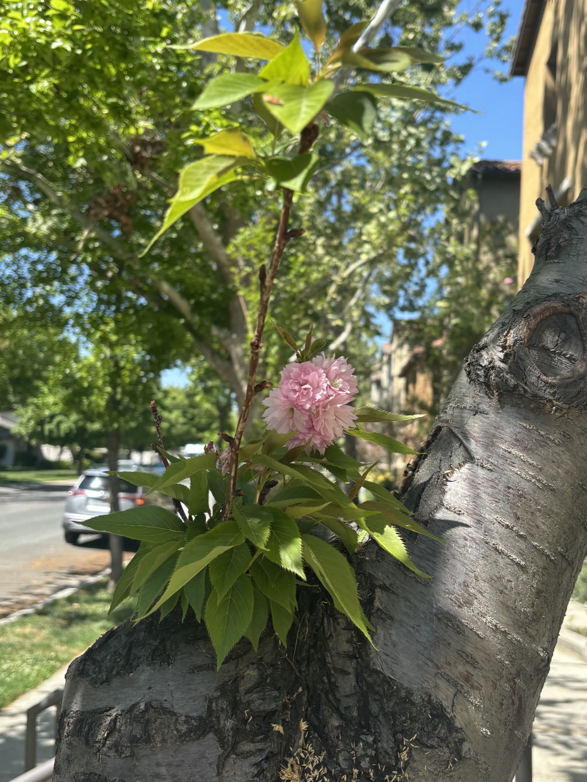 Pink double cherry blossoms sprouting from the bark of an old trunk