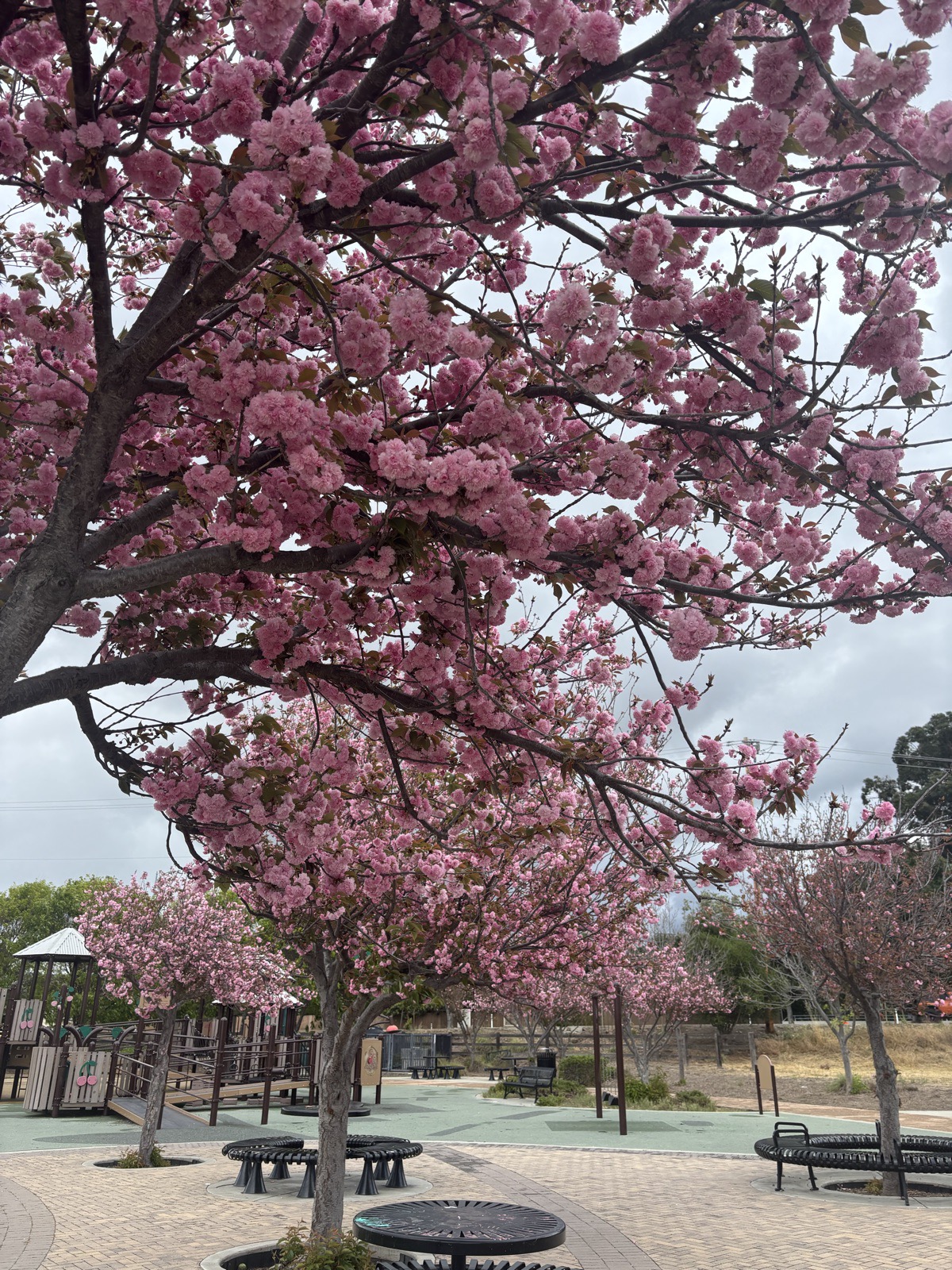 Cherry blossom trees in full bloom over a quiet plaza